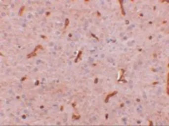 Anti-C20orf11 antibody used in IHC (Paraffin sections) (IHC-P). GTX31384