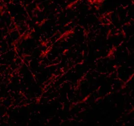 Anti-PSR antibody used in IHC (Paraffin sections) (IHC-P). GTX31387