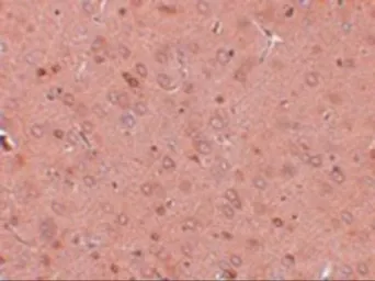 Anti-GOLPH2 antibody used in IHC (Paraffin sections) (IHC-P). GTX31391