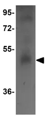 Anti-NYD-SP26 antibody used in Western Blot (WB). GTX31395