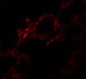 Anti-SGK493 antibody used in IHC (Paraffin sections) (IHC-P). GTX31396