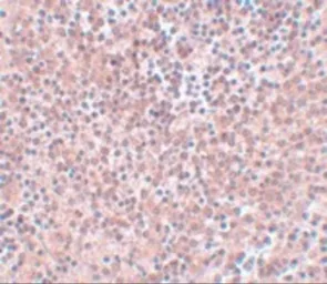 Anti-Nanog antibody used in IHC (Paraffin sections) (IHC-P). GTX31400