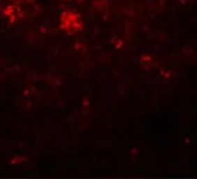 Anti-Nanog antibody used in IHC (Paraffin sections) (IHC-P). GTX31400