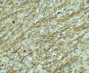 Anti-GATA3 antibody used in IHC (Paraffin sections) (IHC-P). GTX31401
