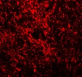 Anti-GATA3 antibody used in IHC (Paraffin sections) (IHC-P). GTX31401