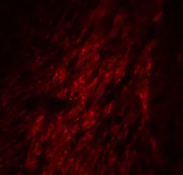 Anti-GATA3 antibody used in IHC (Paraffin sections) (IHC-P). GTX31401