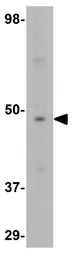 Anti-GATA3 antibody used in Western Blot (WB). GTX31401