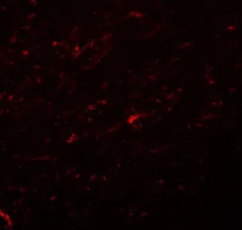 Anti-TCF3 / E2A antibody used in IHC (Paraffin sections) (IHC-P). GTX31402