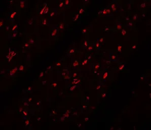 Anti-MINA53 antibody used in IHC (Paraffin sections) (IHC-P). GTX31403