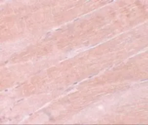 Anti-MYBPC2 antibody used in IHC (Paraffin sections) (IHC-P). GTX31405