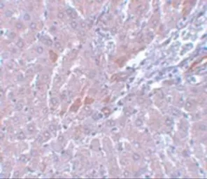 Anti-LYRM1 antibody used in IHC (Paraffin sections) (IHC-P). GTX31407