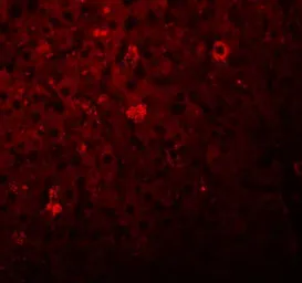 Anti-LYRM1 antibody used in IHC (Paraffin sections) (IHC-P). GTX31407