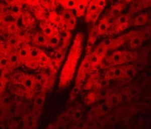 Anti-WDR74 antibody used in IHC (Paraffin sections) (IHC-P). GTX31408