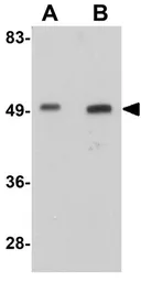 Anti-WDR74 antibody used in Western Blot (WB). GTX31408