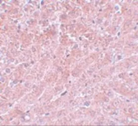 Anti-ATG101 antibody used in IHC (Paraffin sections) (IHC-P). GTX31415