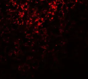 Anti-ATG101 antibody used in IHC (Paraffin sections) (IHC-P). GTX31415