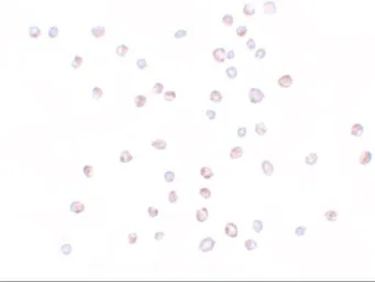 Anti-KPNA3 antibody used in Immunocytochemistry/ Immunofluorescence (ICC/IF). GTX31420