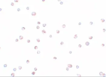 Anti-TRIP6 antibody used in Immunocytochemistry/ Immunofluorescence (ICC/IF). GTX31421