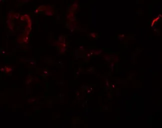 Anti-SLAMF9 antibody used in IHC (Paraffin sections) (IHC-P). GTX31427