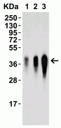 Anti-LIF antibody used in Western Blot (WB). GTX31431
