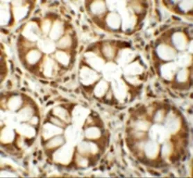 Anti-CD150 antibody used in IHC (Paraffin sections) (IHC-P). GTX31432