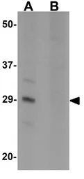 Anti-CD150 antibody used in Western Blot (WB). GTX31432