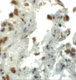Anti-EZH1 antibody used in IHC (Paraffin sections) (IHC-P). GTX31434