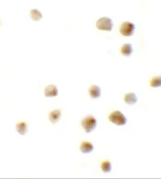 Anti-EZH2 antibody used in Immunocytochemistry/ Immunofluorescence (ICC/IF). GTX31435