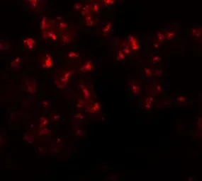 Anti-EZH2 antibody used in Immunocytochemistry/ Immunofluorescence (ICC/IF). GTX31435