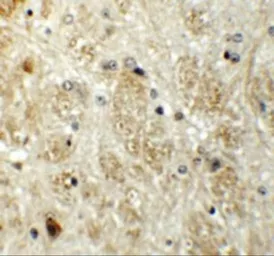 Anti-Protor 1 antibody used in IHC (Paraffin sections) (IHC-P). GTX31436