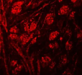 Anti-Protor 1 antibody used in IHC (Paraffin sections) (IHC-P). GTX31436