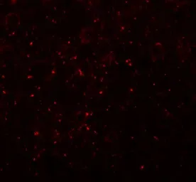 Anti-CCDC141 antibody used in IHC (Paraffin sections) (IHC-P). GTX31445