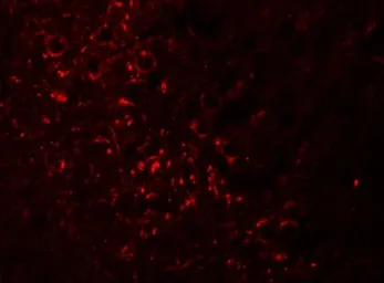 Anti-SPRYD5 antibody used in IHC (Paraffin sections) (IHC-P). GTX31446