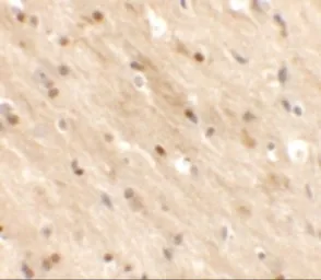 Anti-TMEM59L antibody used in IHC (Paraffin sections) (IHC-P). GTX31449