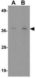 Anti-IFLTD1 antibody used in Western Blot (WB). GTX31450