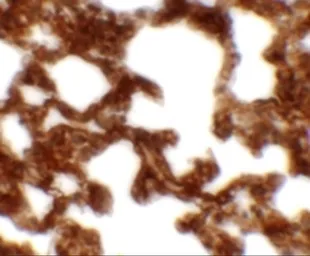 Anti-NETO1 antibody used in IHC (Paraffin sections) (IHC-P). GTX31454