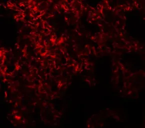 Anti-NETO1 antibody used in IHC (Paraffin sections) (IHC-P). GTX31454