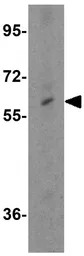 Anti-NETO1 antibody used in Western Blot (WB). GTX31454