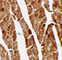 Anti-TGM5 antibody used in IHC (Paraffin sections) (IHC-P). GTX31459