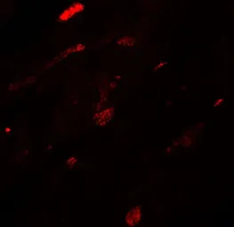 Anti-TGM5 antibody used in IHC (Paraffin sections) (IHC-P). GTX31459