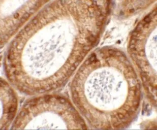 Anti-SPATA6 antibody used in IHC (Paraffin sections) (IHC-P). GTX31461