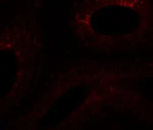 Anti-SPATA6 antibody used in IHC (Paraffin sections) (IHC-P). GTX31461