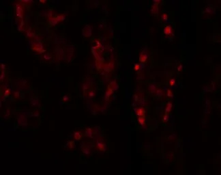 Anti-Dispatched A antibody used in IHC (Paraffin sections) (IHC-P). GTX31465