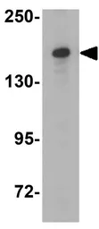Anti-JMJD3 antibody used in Western Blot (WB). GTX31466