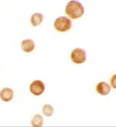 Anti-CASKIN2 antibody used in Immunocytochemistry/ Immunofluorescence (ICC/IF). GTX31467