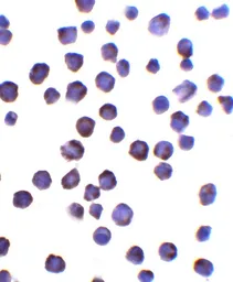 Anti-FOXD4L1 antibody used in Immunocytochemistry/ Immunofluorescence (ICC/IF). GTX31468
