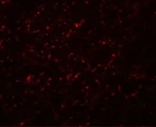 Anti-GRB10 antibody used in IHC (Paraffin sections) (IHC-P). GTX31469