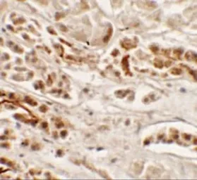 Anti-Nkx2.2 antibody used in IHC (Paraffin sections) (IHC-P). GTX31470