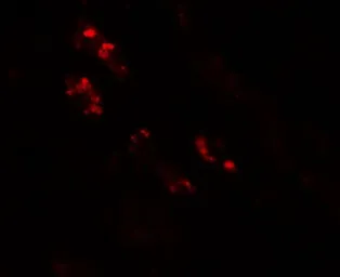 Anti-Nkx2.2 antibody used in IHC (Paraffin sections) (IHC-P). GTX31470