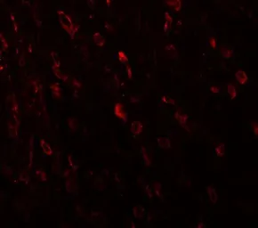 Anti-ZNF537 antibody used in IHC (Paraffin sections) (IHC-P). GTX31474